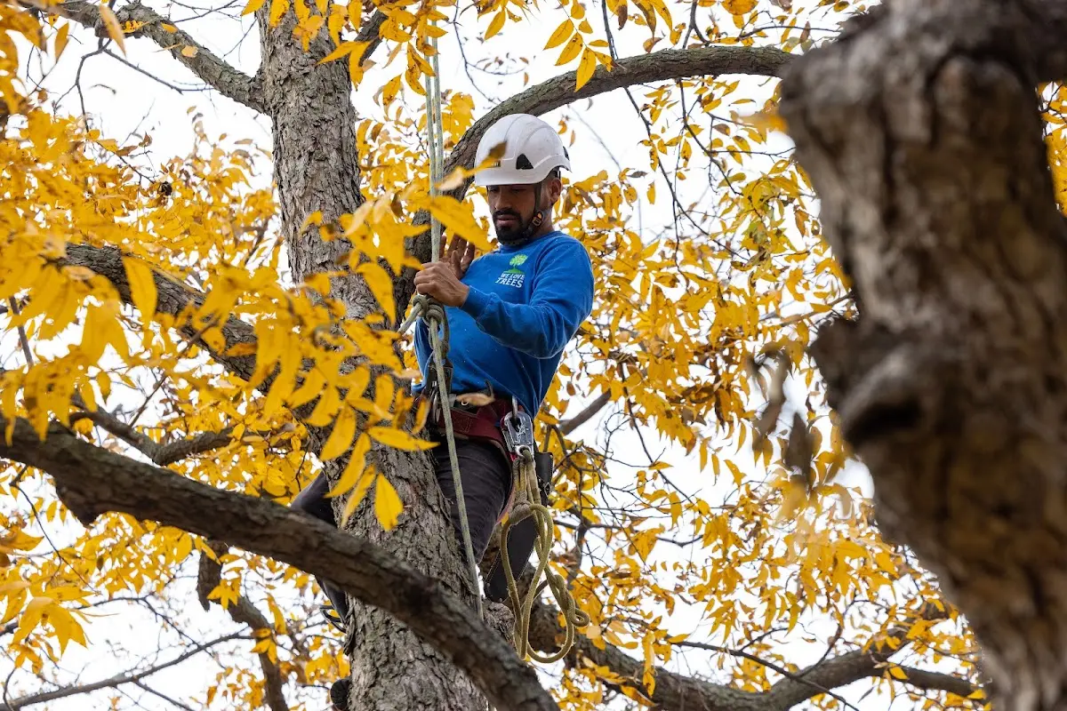 Skilled Tree Planing crew working in Marion